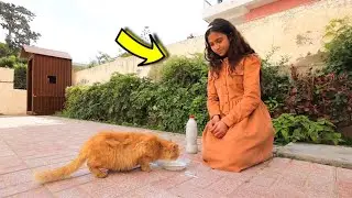 بنت صغيرة تستغرب من فعل القطة - شوف حصل أية !!