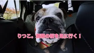 【giipetドライブシート】りつこ。満開の桜を見に行く！