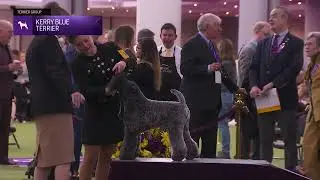 Kerry Blue Terriers | Breed Judging 2026