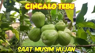 Review Jambu Cincalo Tebu Saat Musim Hujan