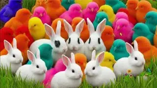 Cute Chicken, colorful chicken, rainbow chicken, cute rabbit, cute duck, koi fish, Cute Animals