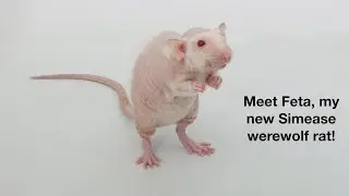 Meet My New Siamese Werewolf Rat Feta!