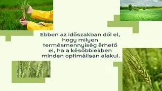 Most dől el, hogy mennyi lehet az őszi b&uacute;za term&eacute;smaximuma! | H&iacute;r&ouml;s Agr&aacute;ria