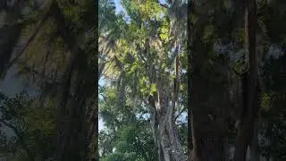 Live Oaks #shortvideo #shortsyoutube #shorts #short #youtubeshorts #fairhope