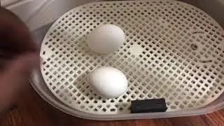 Como usar incubadora Janoel 12 Parte 2