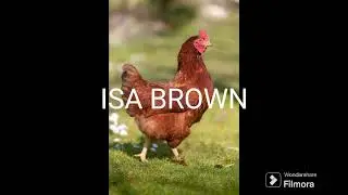 Les qualit&eacute;s de la poule pondeuse ISA BROWN