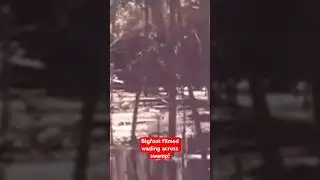 Bigfoot Filmed Wading Across Water in a Swamp! | Squatch Watchers Shorts