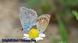 &Ccedil;okg&ouml;zl&uuml; Mavi / Common Blue / Polyommatus icarus