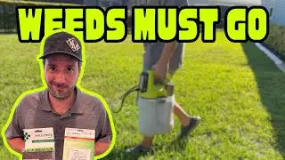 How to Kill Weeds in St  Augustine Grass Even in Extreme Heat!