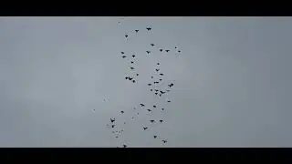 11 января 2026 г.