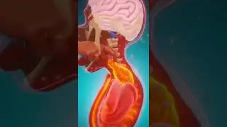 From Bite to Brain ⚡ | How Spicy Food Energizes Your Body #viralvideo  #shorts #trendig #passenger