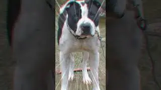 Training Montage BE LIKE 😶 #shorts #training #montage #funny #dogs#movies