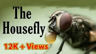 Housefly close up video #housefly #flies