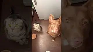 😍 #dog #cat #рекомендации #рек #тренд #dogshorts #catshorts #catvideos #doglover #catlover #doglife
