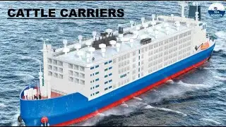 cattle carrier ships in maritime industry || Cargo work || Oil Tankers || Second Mate || Chief Mate