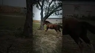 Junior #horse