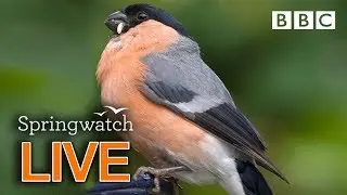 Live wildlife cams Day 7 🦉🐤🦆 | BBC Springwatch