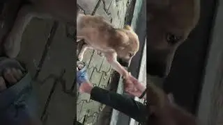 Puppy Playtime: Just Having Fun!  #PuppyFun  #PlayfulPuppy #CutePets #DogLovers #FluffyPaws