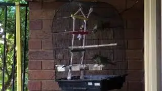 Birds Trying to Escape Their Cage