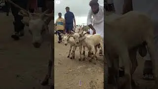 #GoatWisdom #Reels#animal #goat #cow #romanticmusic #lovesong #bakramand #deonarbakramandi #bakr