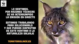 Emisión en directo Territorio Lince