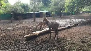 #Bluebuck#nilgai
