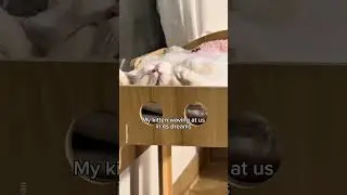Unique sleeping habits of my kitten😴 #shorts #cat #funny