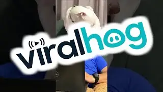 Dog Wants to Sit on Dad's Head Working From Home || ViralHog