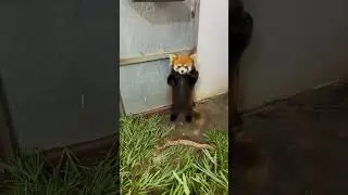 So cute red panda #redpanda #redpanda夕消 #animals #animalkingdom #zoo #zooanimals