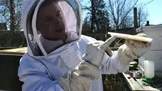 Mold in my honey bee hive. why? it's  not killing your bees