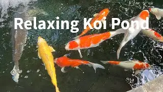비단잉어 연못 ASMR  Koi Feeding Koi Pond Waterfall Sounds Water Garden