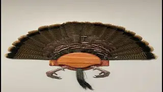 Turkey Fans | Drying Fan _ Beard _ Spurs