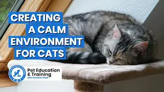 Minimising Feline Stress: Creating A Calm Environment for Cats