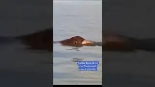 Lake Van Monster Turkey FILM ANALYSIS #cryptozoology #seamonster #lakemonster #cryptids #seaserpent