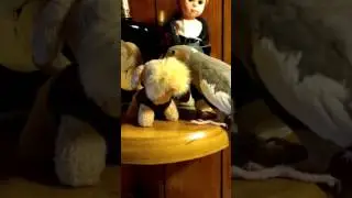 Bird attacks dog.