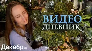 Дневник цветовода: декабрь 2025