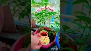 wah india mixed pickle🥒🫑🌶🥐🍋#youtube #trendingshorts #likeandsubscribe