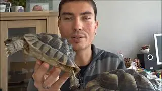 Pré-hibernation de mes tortues de terre : étape de la pesée