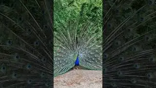 #peacock #island #berlin
