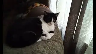 Cat Willie.😾
