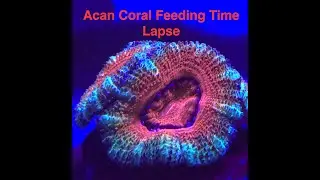 ACAN CORAL FEEDING - TIME LAPSE - (Micromussa Lord)