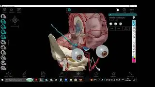 3D Arterial supply of the brain 🧠 Internal carotids , vertebrobasilar system & circle of willis