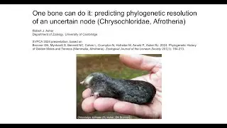 The hyoid apparatus and chrysochlorid evolution: presentation at the 2024 meetings of the SVPCA
