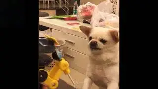 Cute And Funny Pets