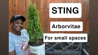 Evergreens for Small spaces ! Planting Sting Arborvitae in Zone 8!! 🌳 🌲🌲
