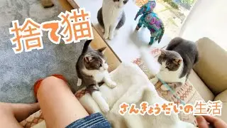 パパがお休みで嬉しい猫たち♪【3匹の保護猫と暮らす】