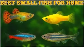 Small Aquarium Ke Liye Best Fish | Home Aquarium | Morbi Fish