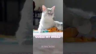 What Is a Lilac Point Siamese