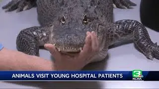 Feathers, scales and fur: Children at Sacramento hospital get special visit