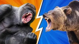 THE ULTIMATE MATCHUP! Gorilla Vs. Bear! Who Would Win???
